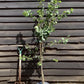 Gage 'Old Greengage' on Myrobalan | Prunus domestica - Semi-Vigorous - 130-140cm - 12lt