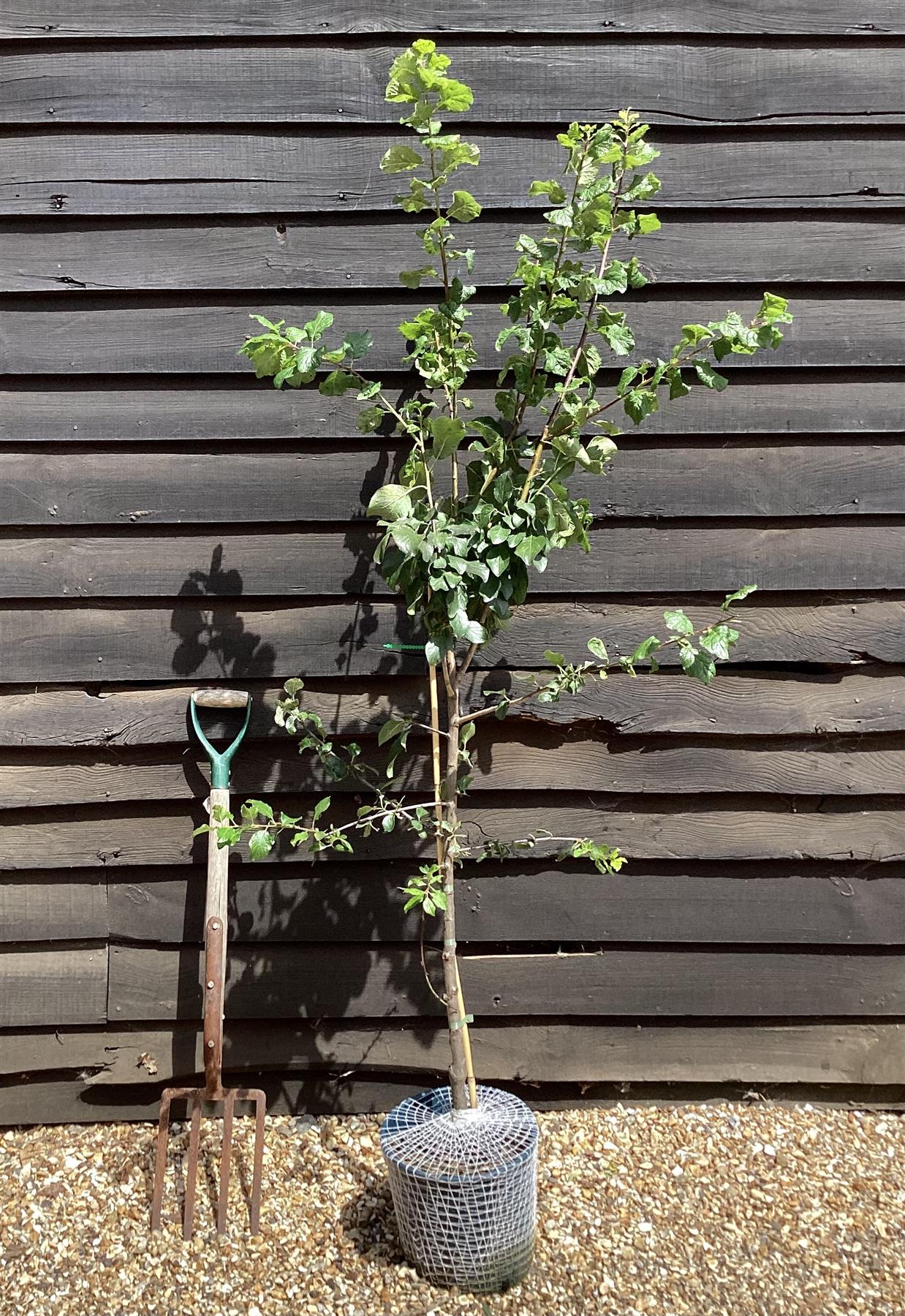 Gage 'Old Greengage' on Myrobalan | Prunus domestica - Semi-Vigorous - 130-140cm - 12lt