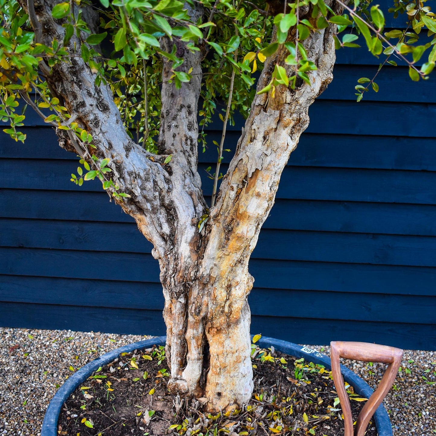 Pomegranate | Punica granatum - Mature Specimen - 3 Branches - Height 240-280cm - 350lt