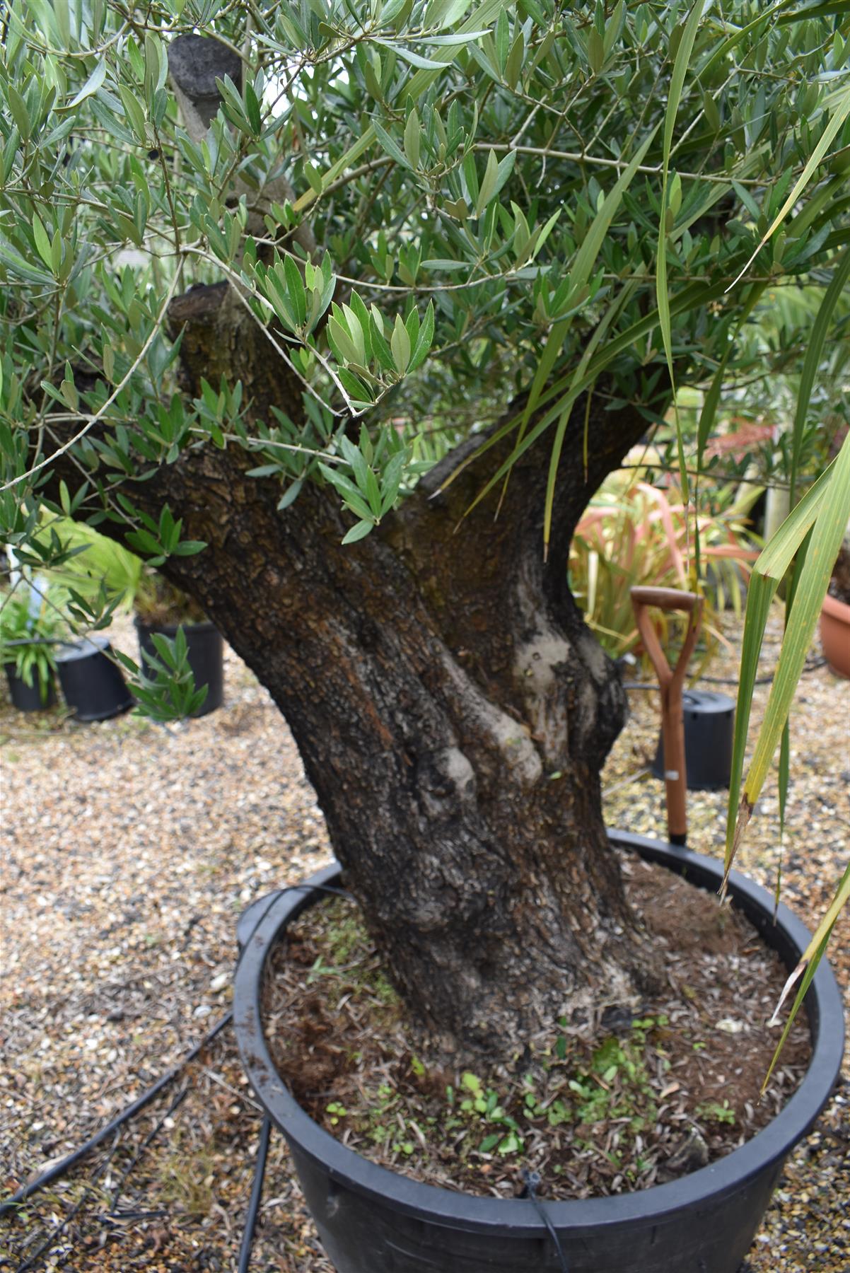 Olive Tree | Olea Europea 1/2 Standard 123cm girth - 175-185cm, 240lt