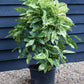 Aucuba japonica 'Variegata' | Spotted Laurel - Height 70-80cm - 20lt