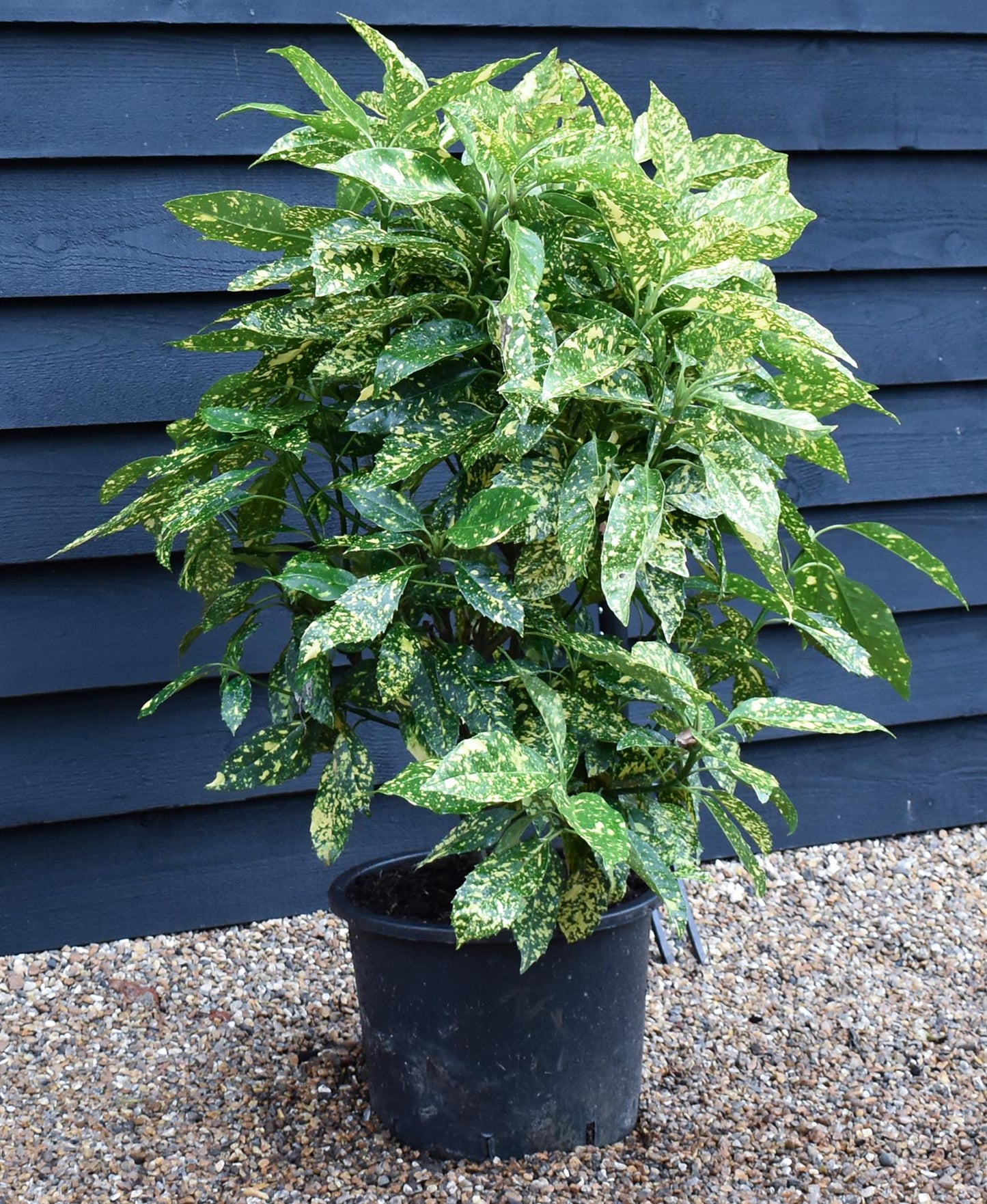 Aucuba japonica 'Variegata' | Spotted Laurel - Height 70-80cm - 20lt