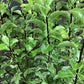 Pittosporum tenuifolium Arundel Green - 20-50cm - 3lt