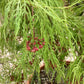 Acer dissectum 'Viridis' | Japanese maple Viride - 150-170cm - 1/2 std - 110lt