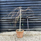 Young’s Weeping Silver Birch | Betula pendula Youngii  - Girth 8-10cm Height 120-135cm - 30lt