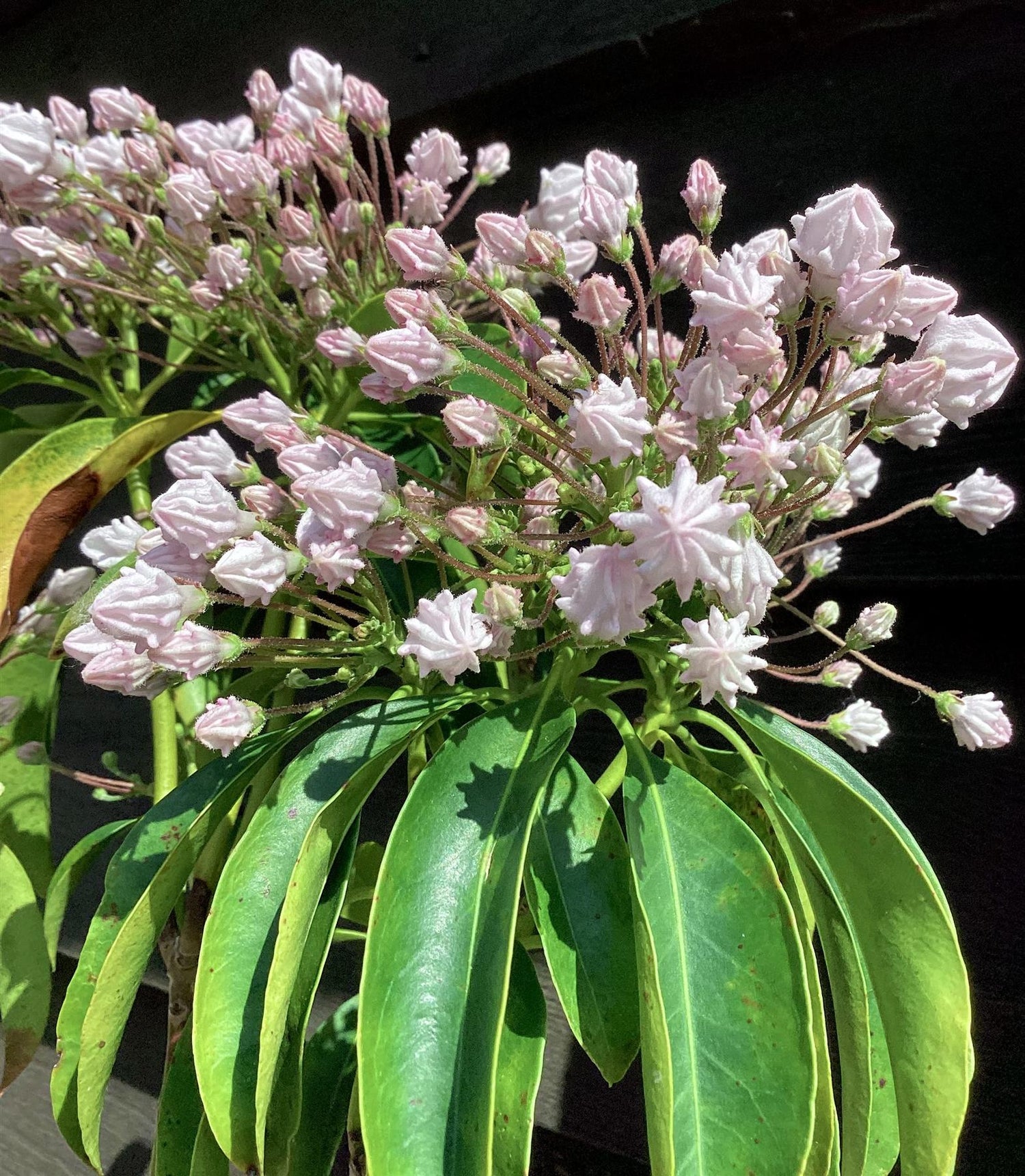 Kalmia lattifolia | Mountain Laurel - 60-80cm, 5lt