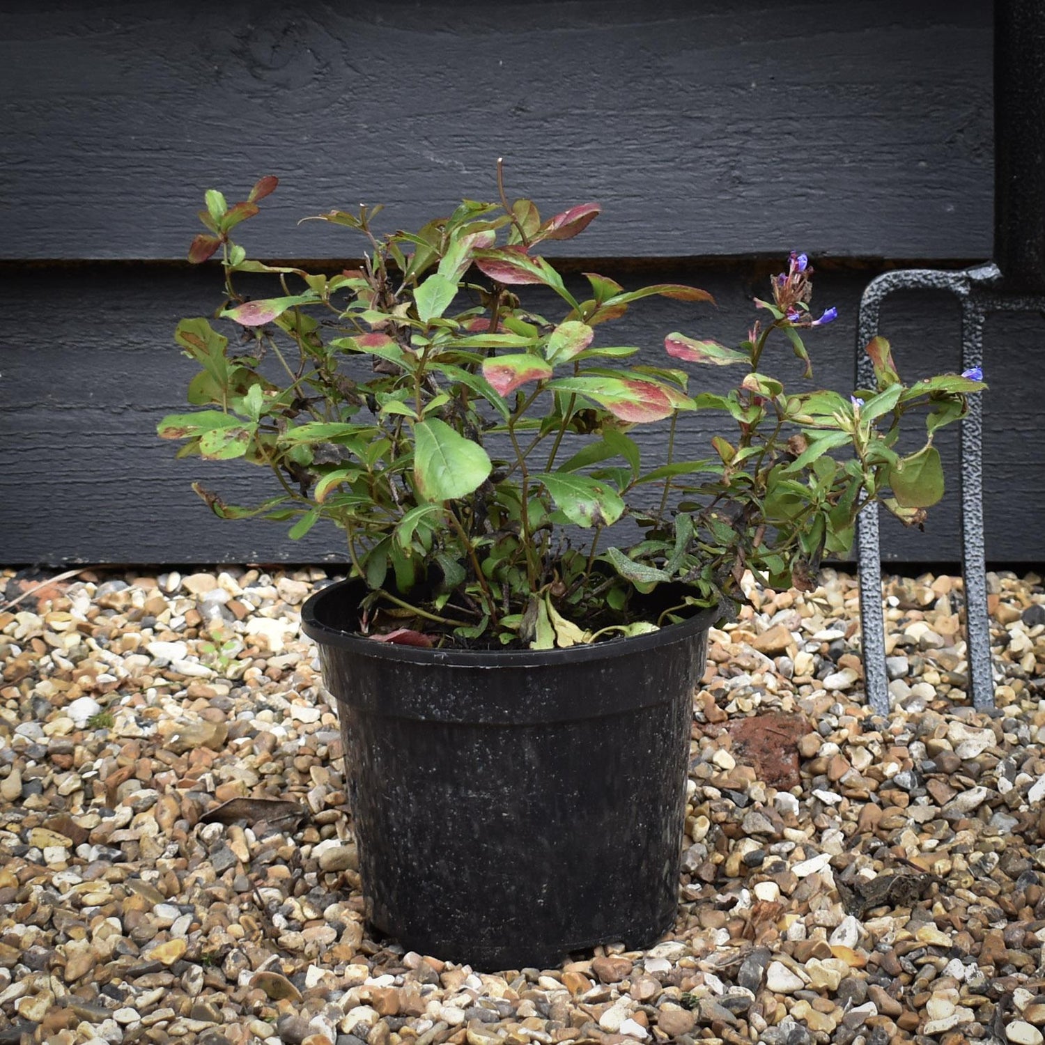 Hardy Blue-Flowered Leadwort | Ceratostigma plumbaginoides - Height Width 15-25cm - 2lt