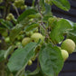 Crab apple | Malus 'Butterball' - Clear Stem - Standard - Girth 12-14cm - 500-550cm - 70lt