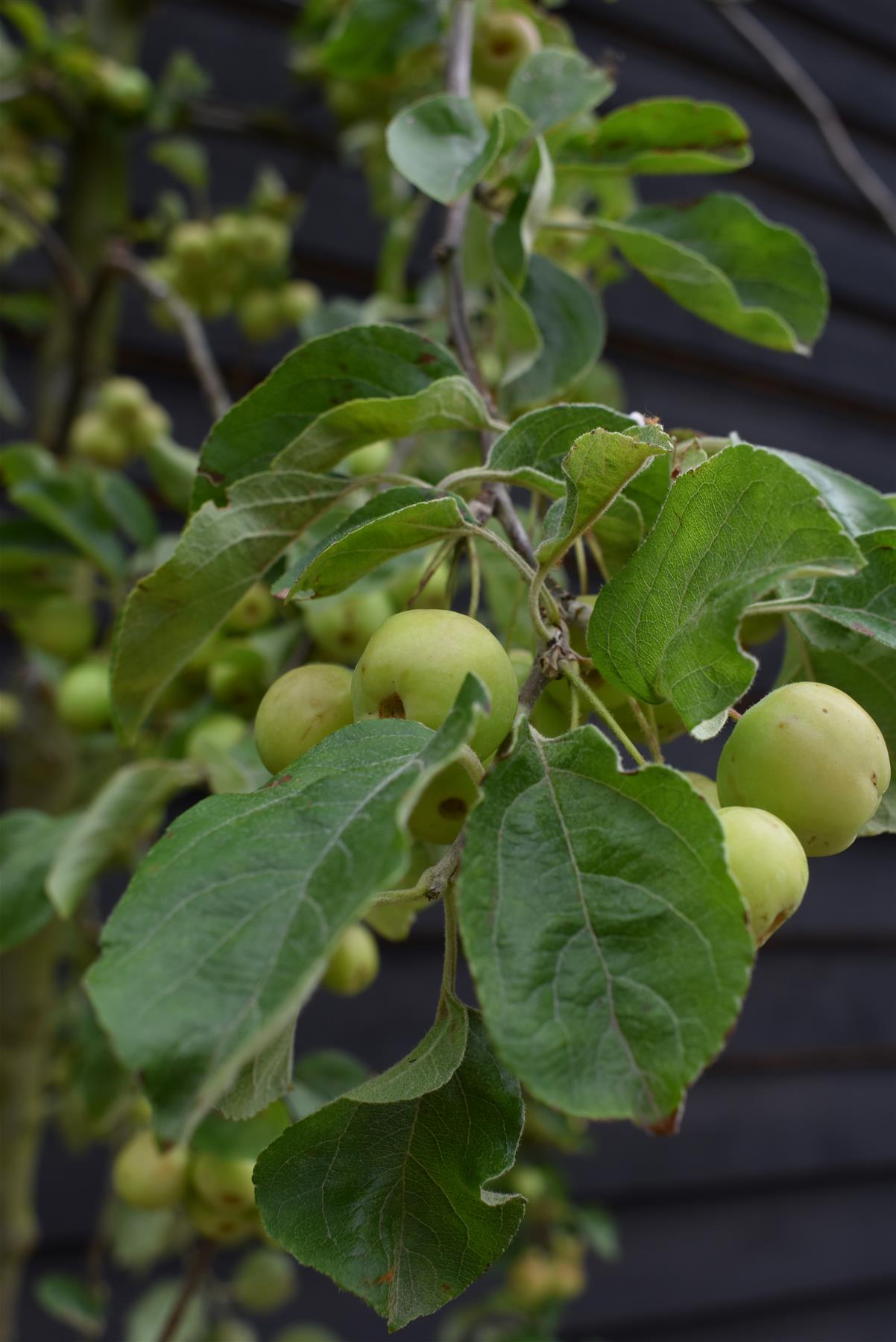 Crab apple | Malus 'Butterball' - Clear Stem - Standard - Girth 12-14cm - 500-550cm - 70lt