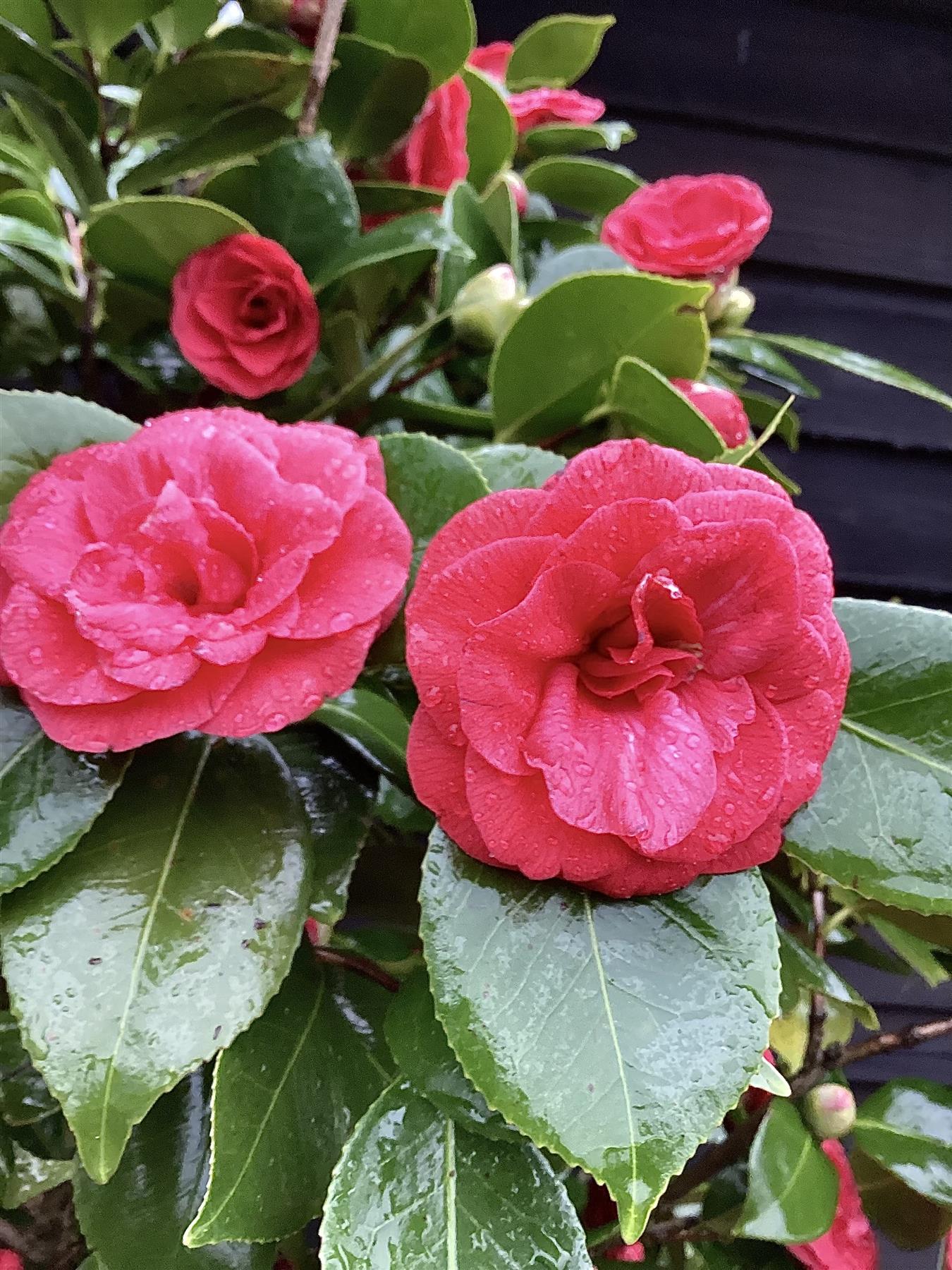 Camellia japonica - Standard - Clear Stem - Girth 10-12cm - Height - 330-350cm - 70lt