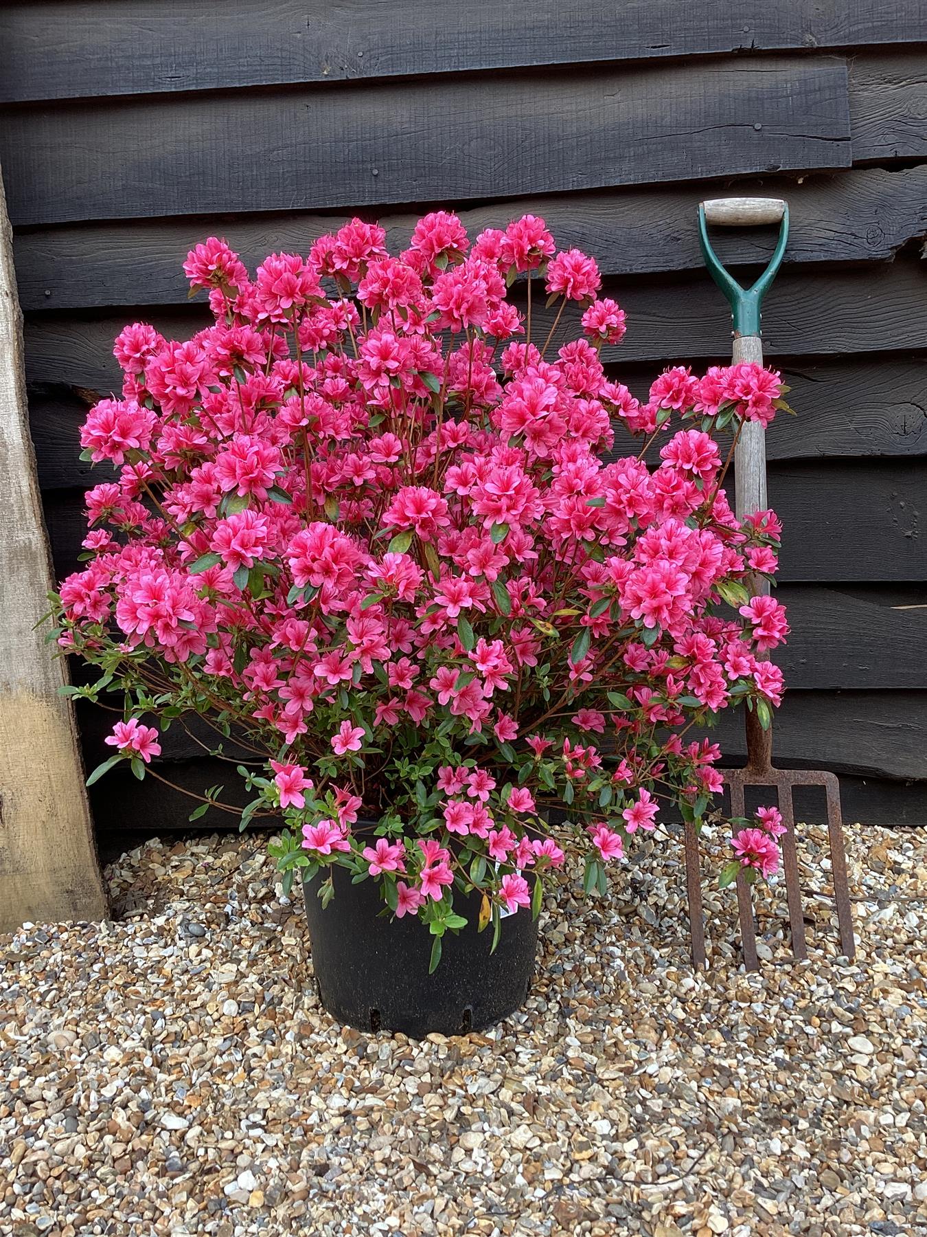 Azalea Japonica Silvester | Rhododendron Silvester  - 70-80cm, 15lt