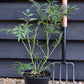 Sambucus Nigra Black Lace | Elder 'Eva' - Shrub - 20-50cm - 3lt