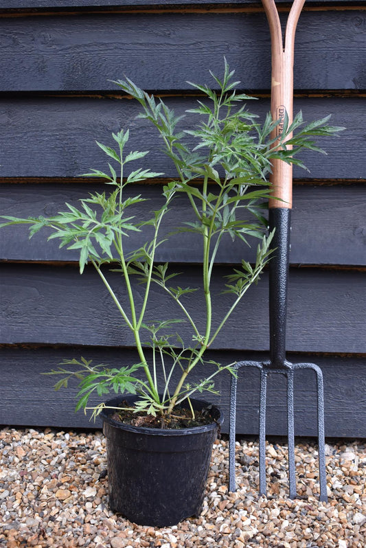 Sambucus Nigra Black Lace | Elder 'Eva' - Shrub - 20-50cm - 3lt