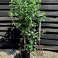 Apple tree 'Garden Sun Red' Nano |  Semi Dwarfing - Height 100-11cm - 20lt