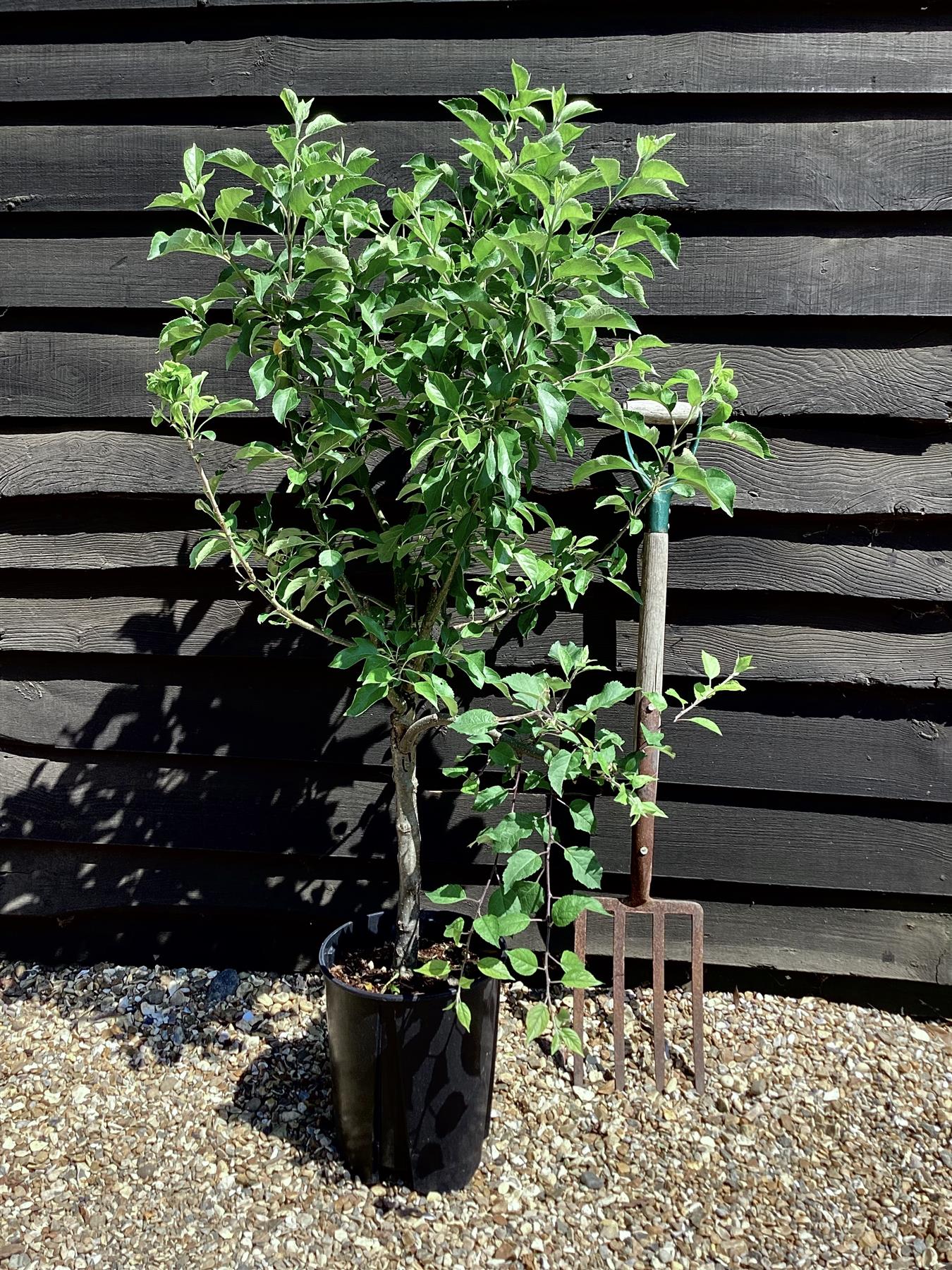 Apple tree 'Garden Sun Red' Nano |  Semi Dwarfing - Height 100-11cm - 20lt