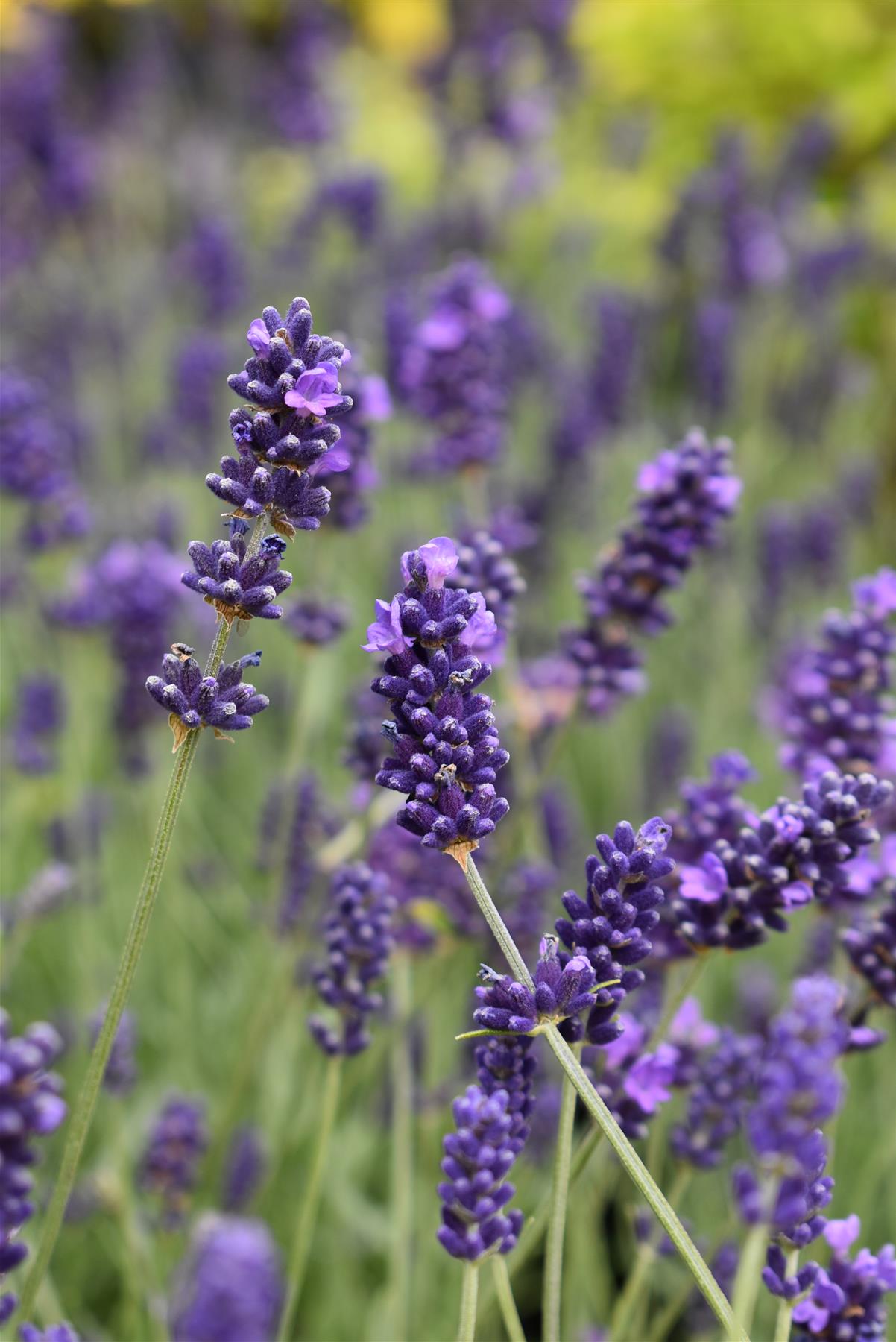 English Lavender 'Hidcote' - 10-20cm, 2lt