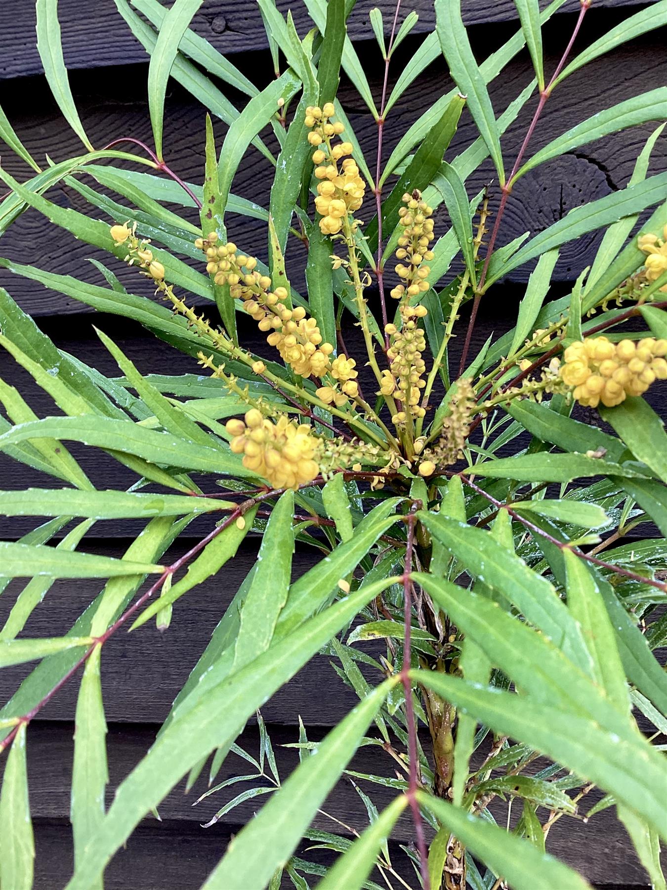 Mahonia eurybracteata 'Soft Caress' - 45-55cm, 5lt