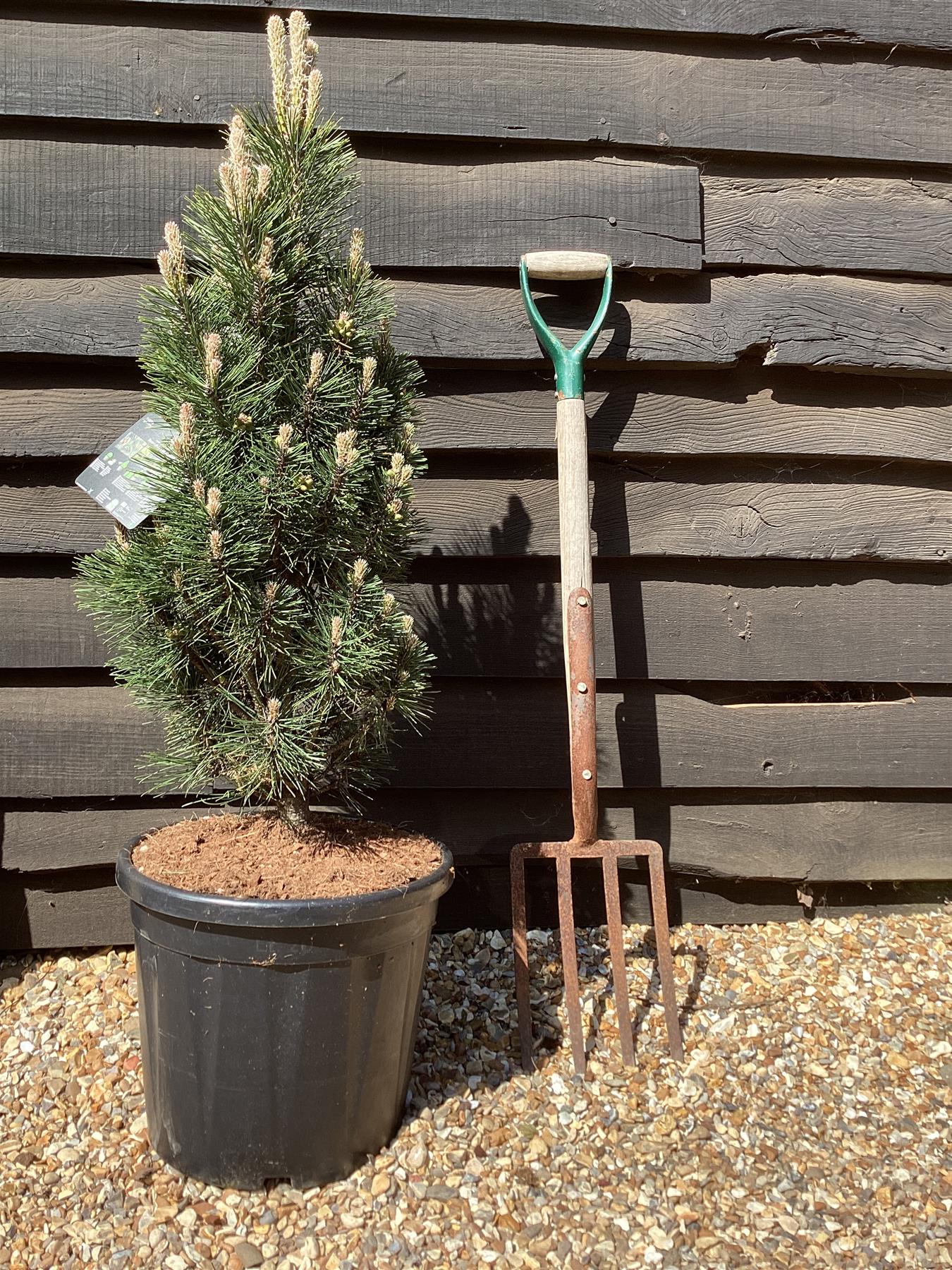 Pinus nigra 'Komet' - 100-120cm - 15lt