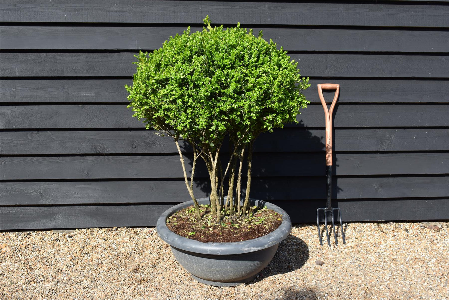 Buxus Microphylla Faulkner - Multistem - 100cm - 90lt