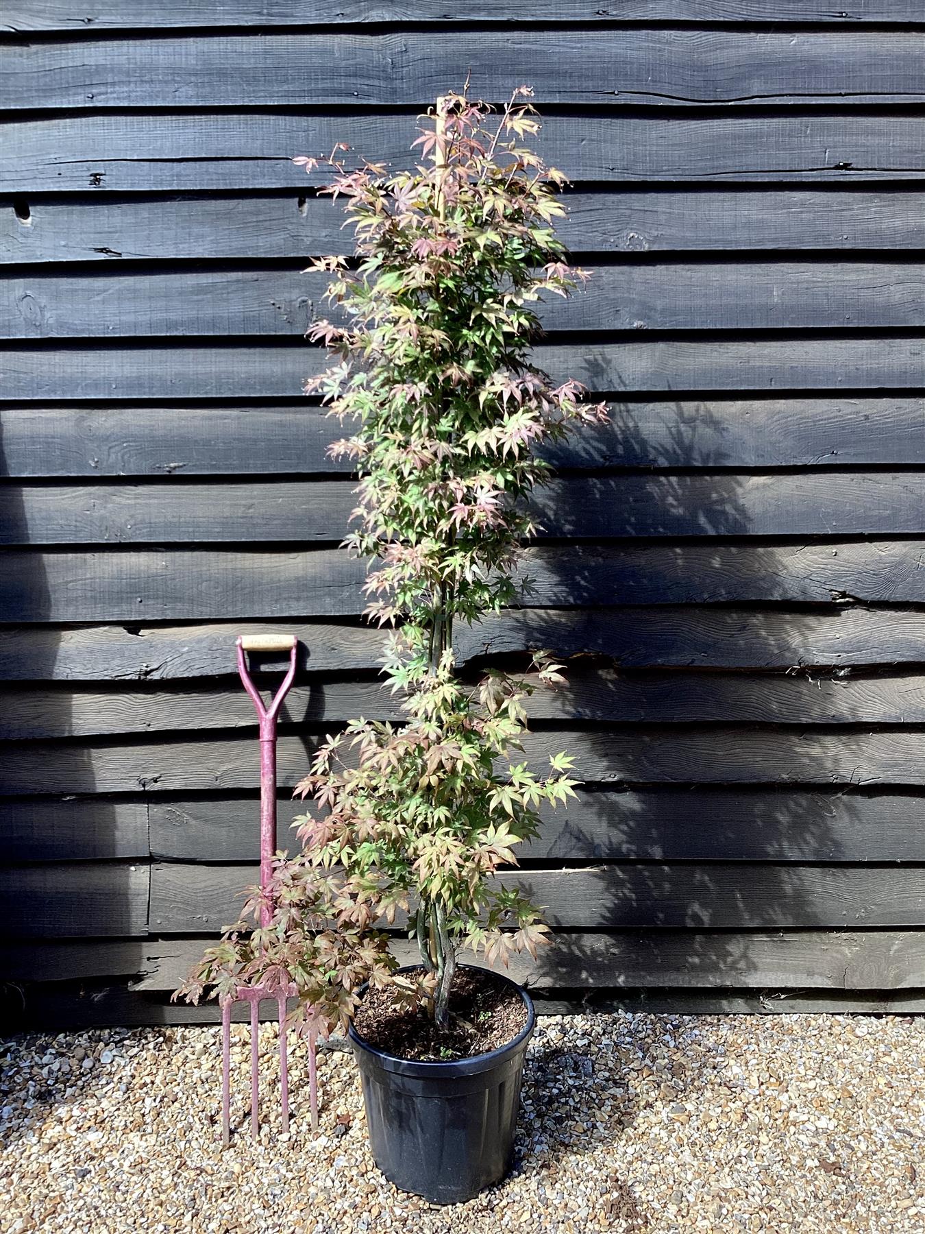 Acer palmatum 'Atropurpureum' | Red Leaf Japanese maple - Narrow - 160-180cm - 20lt