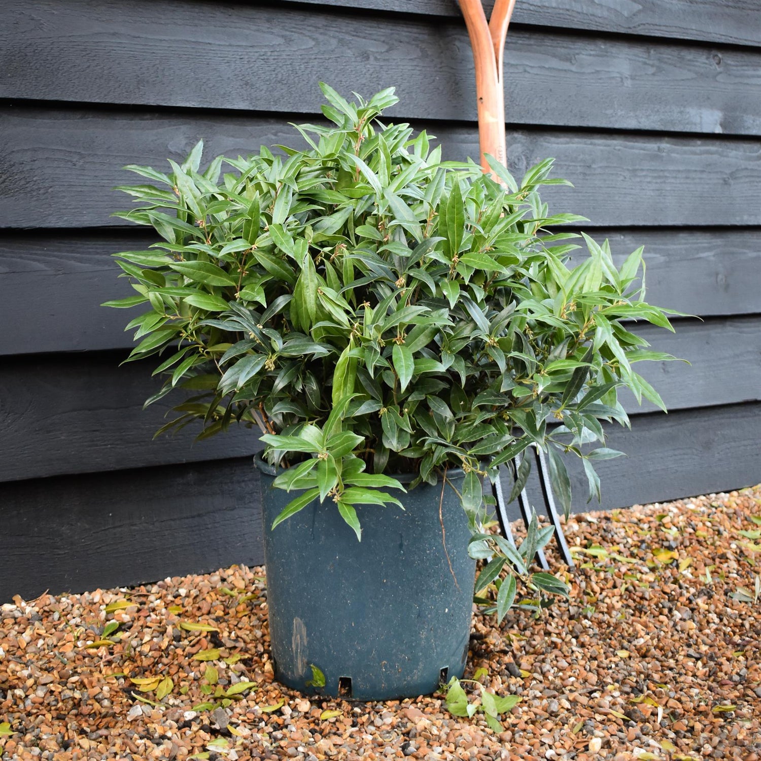 Sweet Box | Sarcococca hookeriana Winter Gem | Sweet Box - Shrub - 40-50cm - 12lt