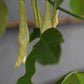 Laburnum x watereri 'Vossii' | Golden Chain Tree  - Girth 8-10cm - Height 280-300cm, 45lt