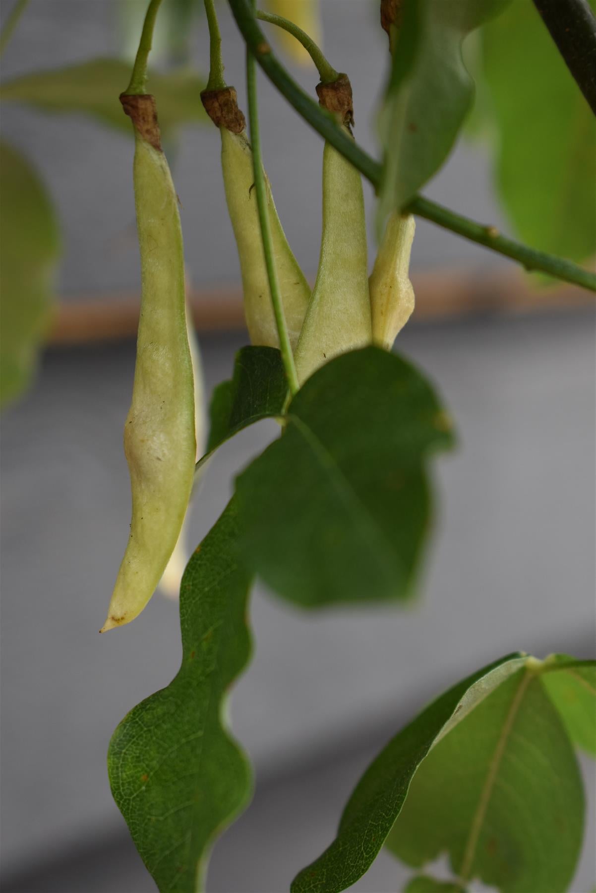 Laburnum x watereri 'Vossii' | Golden Chain Tree  - Girth 8-10cm - Height 280-300cm, 45lt