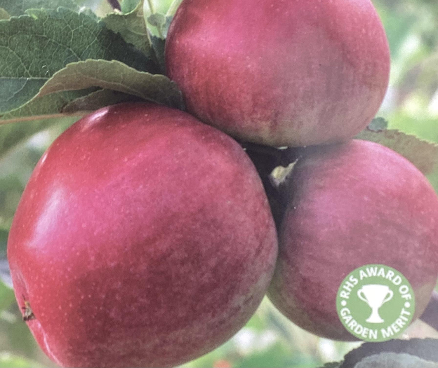 Apple tree 'Worcester Pearmain' | Malus domestica - M26 - Dwarfing - 140-150cm - 10lt