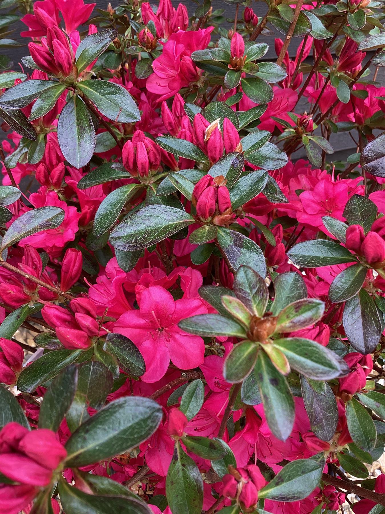 Azalea Japonica Rosa Gretten| Rhododendron Rosa Gretten - 70-80cm, 15lt