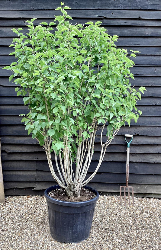 Lilac 'Souvenir d'Alice Harding' | Syringa Vulgaris - 180-200cm - 90lt