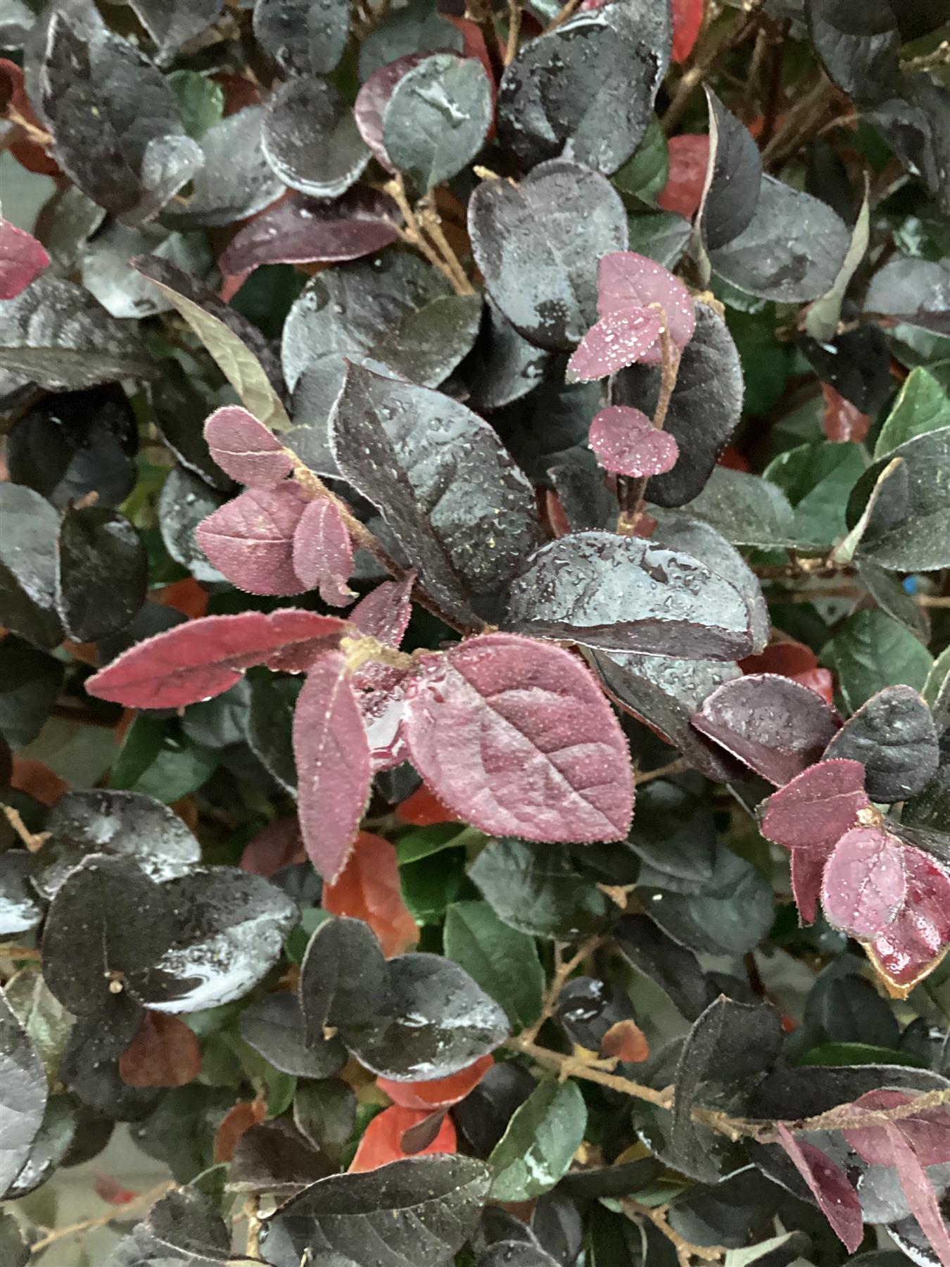 Loropetalum chinense Black Pearl | Chinese Fringe Flower - Clear Stem 100cm - Half Standard - Height 120-130cm - 15lt