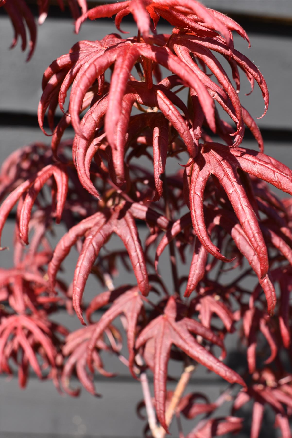 Acer palmatum 'Starfish' | Japanese maple 'Starfish' - 150-170cm - 15lt