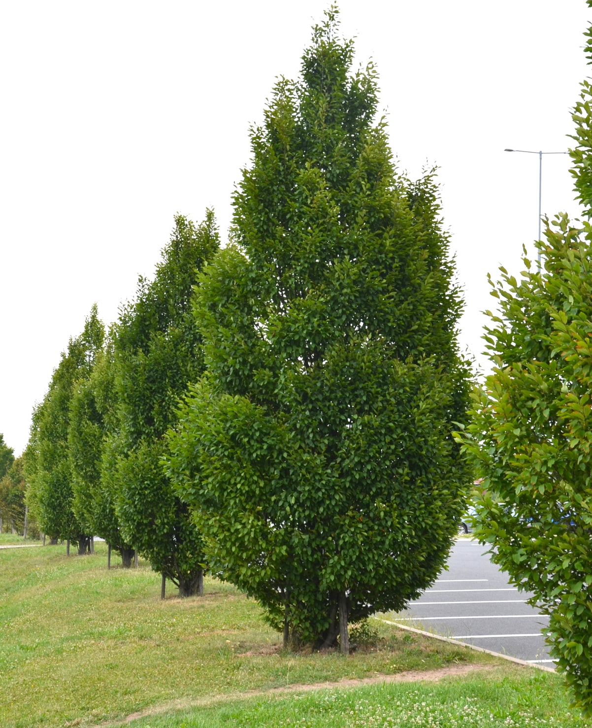 Carpinus betulus Fastigiata Ball | Common Hornbeam - 450cm, 130lt