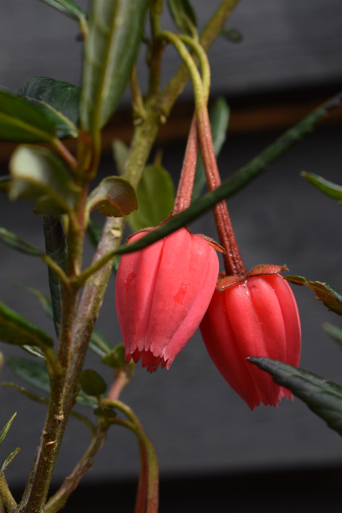 Crinodendron Hooksianum Chilean Lantern - 50-90cm - 12lt