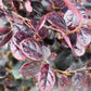 Loropetalum chinense 'Ever Red' | Chinese Fringe Flower -  Clear Ministem - Height 100cm - 7lt