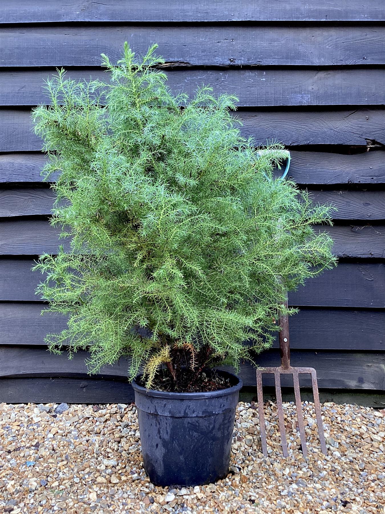 Cryptomeria japonica elegans | Japanese cedar - 100-125cm, 15lt