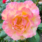 Rose - Pinkish White - Stem 80cm - Height 110-120cm - 10lt