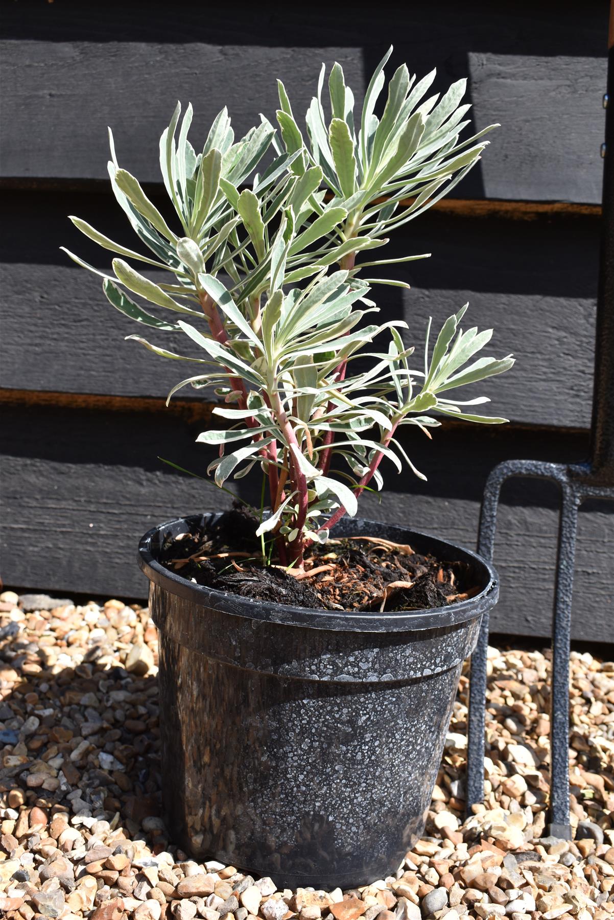 Euphorbia characias Silver Swan - 3lt