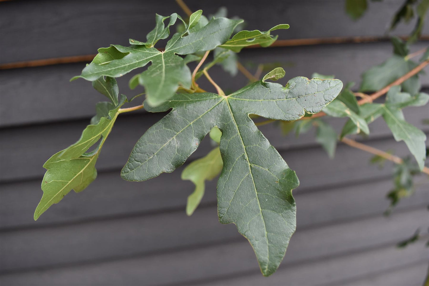 Acer campestre 'Fastigiatum' - Clear Stem - Height 290-320cm - Girth 8-10cm - 70lt