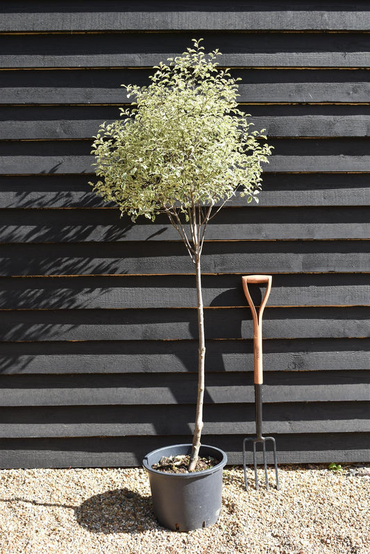 Pittosporum Victoria - Clear Stem 85cm - 170-175cm - 20lt