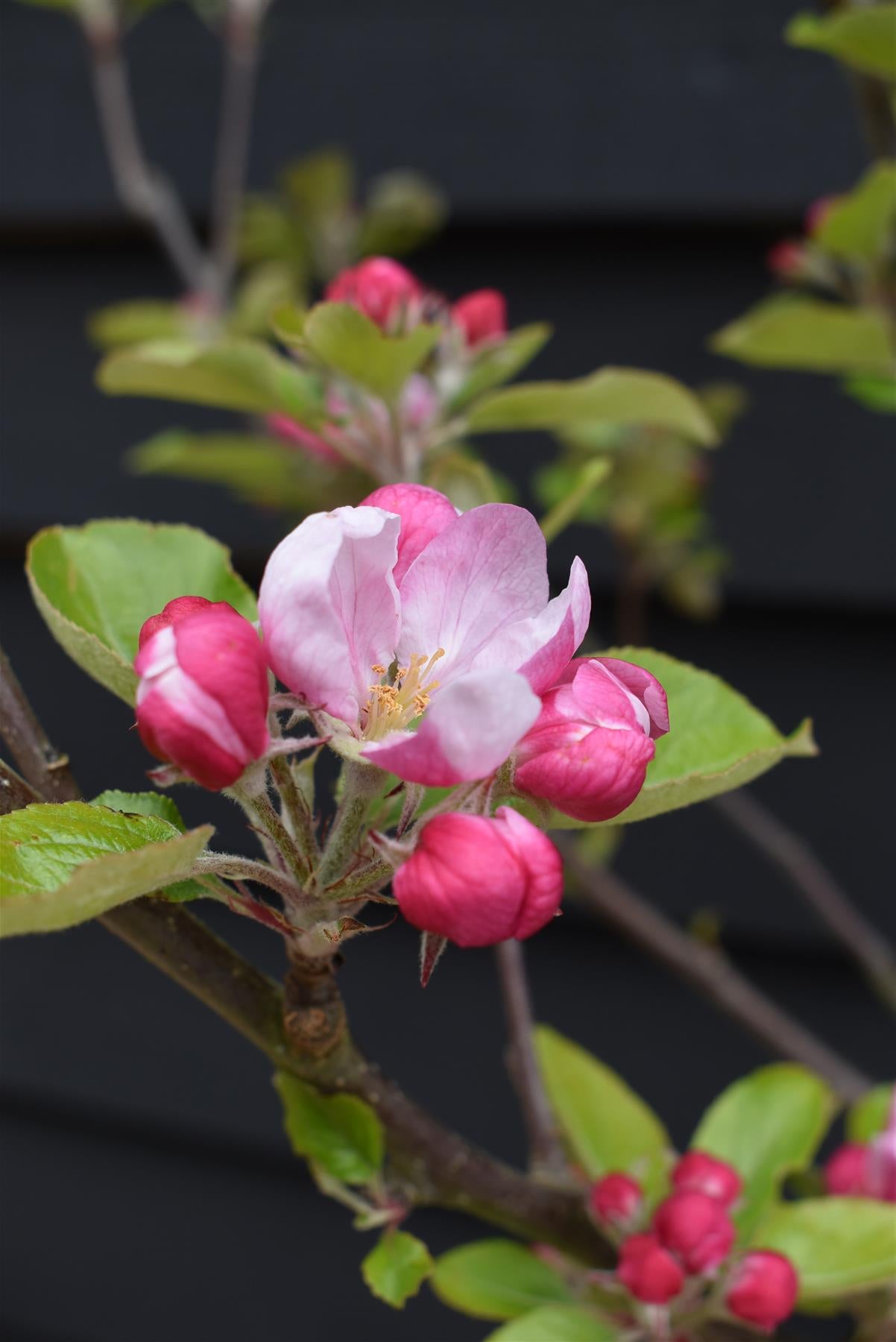 Apple tree 'Kidd's Orange Red' | Malus domestica - 150-160cm - 10lt