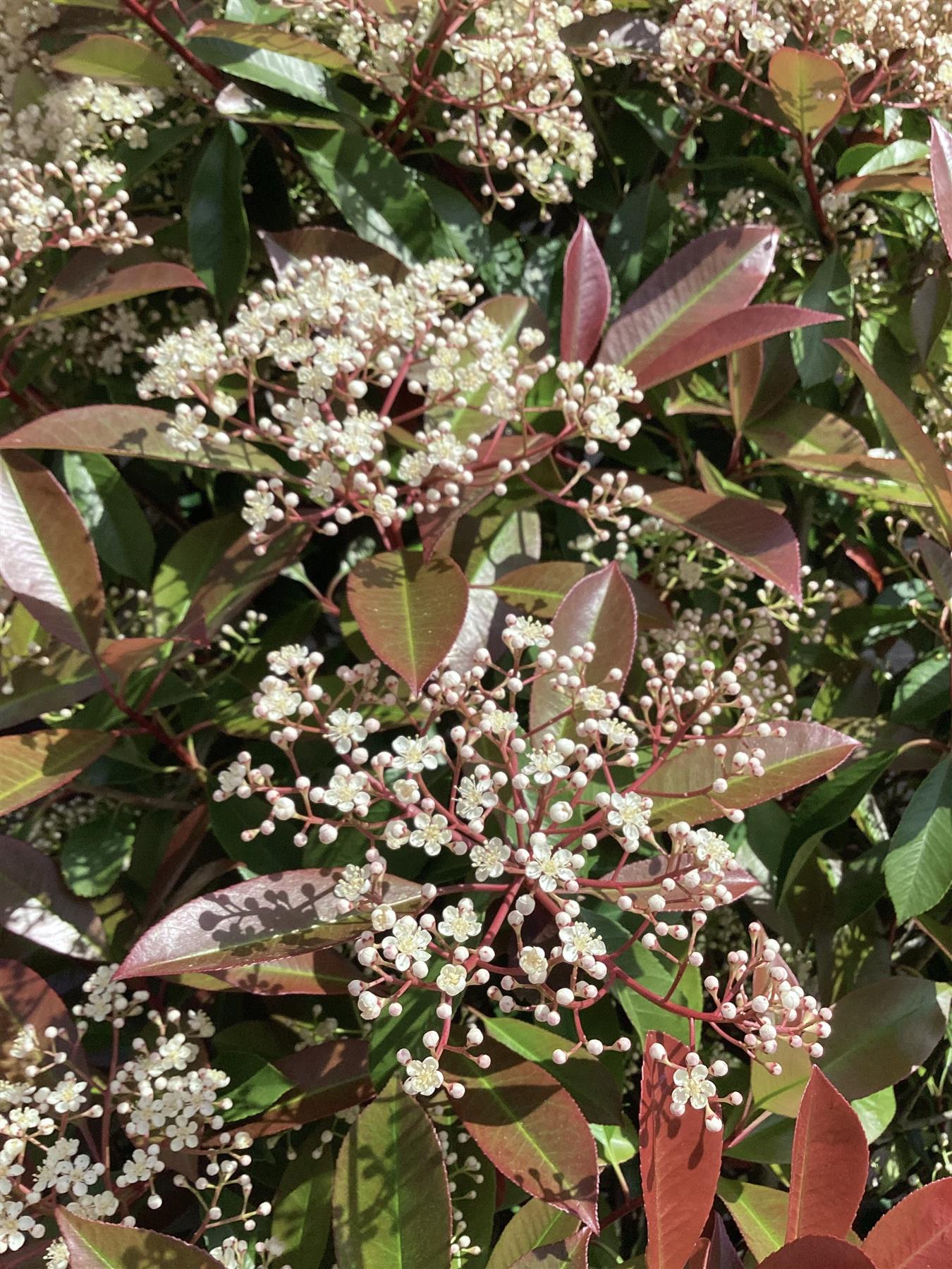 Photinia Red Robin - 150/200cm, 70lt