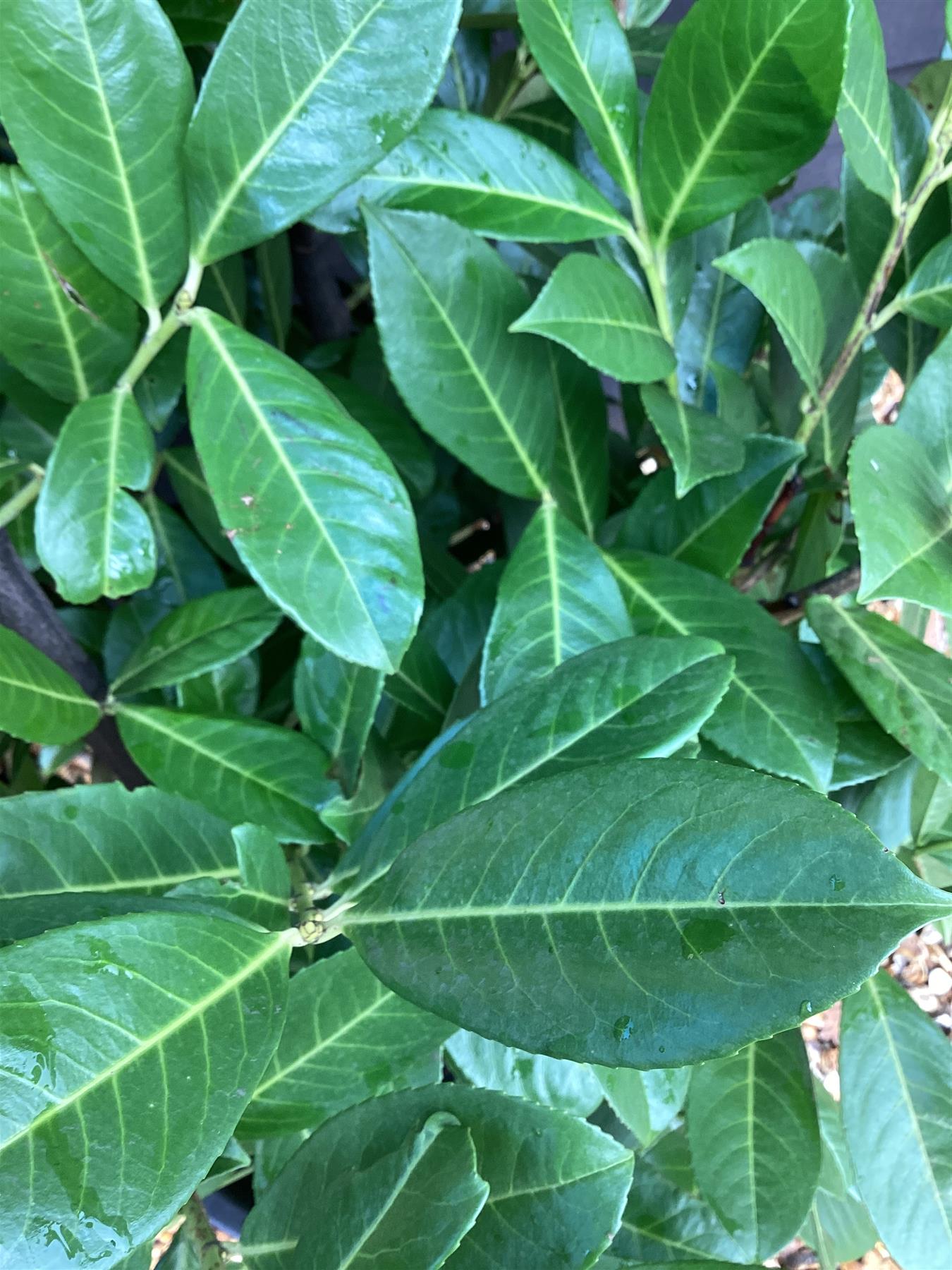 Cherry Laurel | Prunus Rotundifolia - Height 200-220cm - 30lt