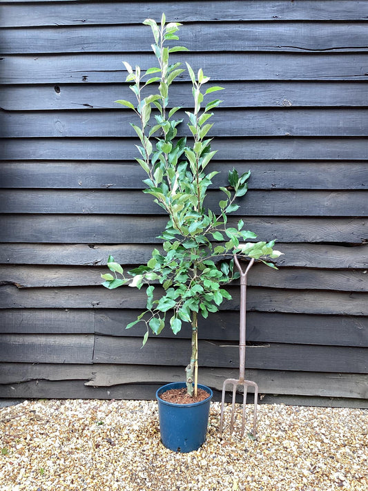 Apple tree 'Red Falstaff' | Malus domestica - MM106 - Semi-Dwarfing - 140-160cm - 10lt