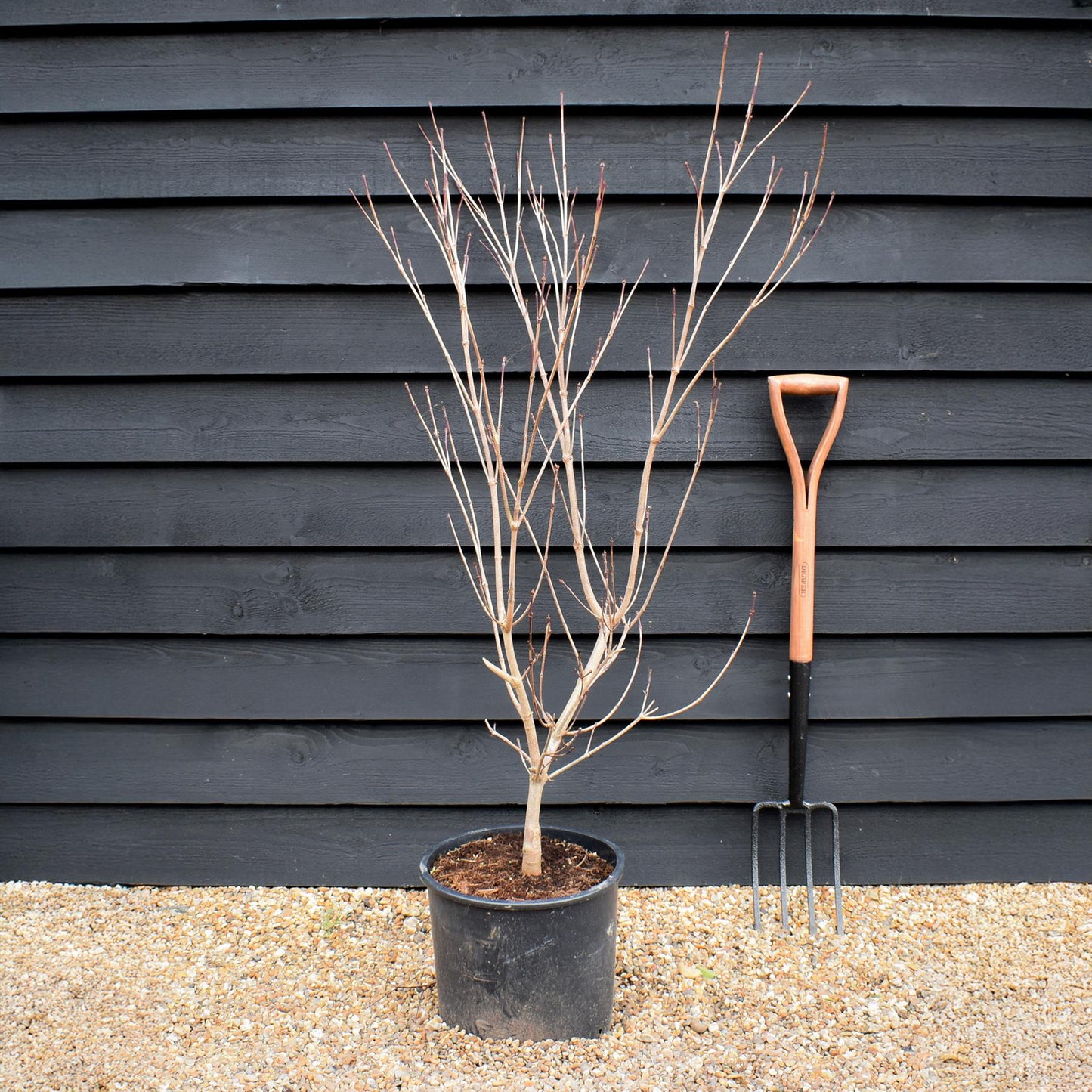 Cornus kousa 'Scarlet Fire' | Dogwood - Height 130-150cm - 15lt