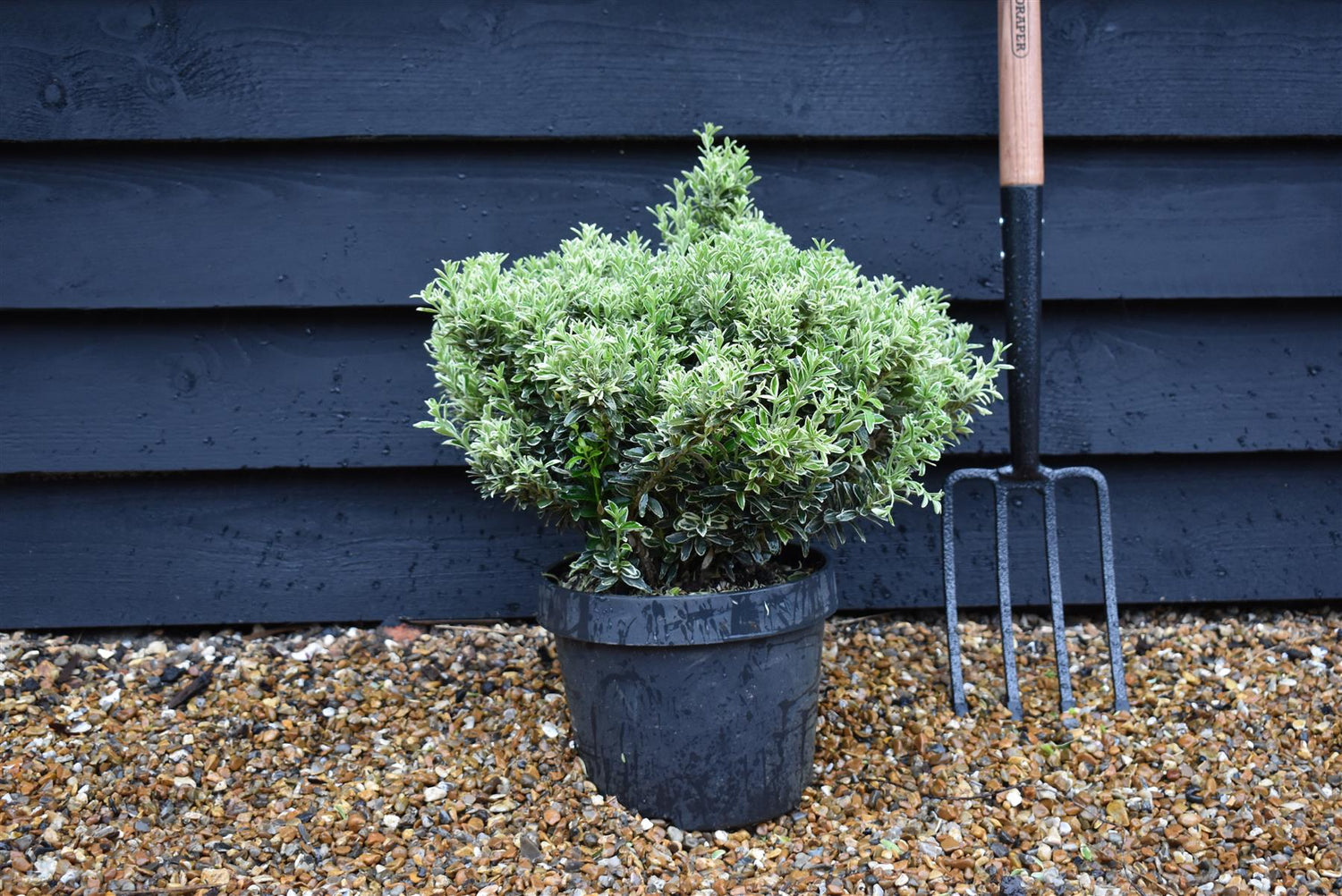 Euonymus japonicus 'Microphyllus'' Silver - 30-40cm - 10lt