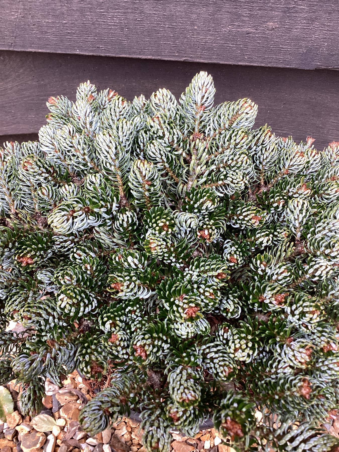 Abies koreana 'Ice Breaker' - Height 45cm - Width 20-25cm - 4.5lt