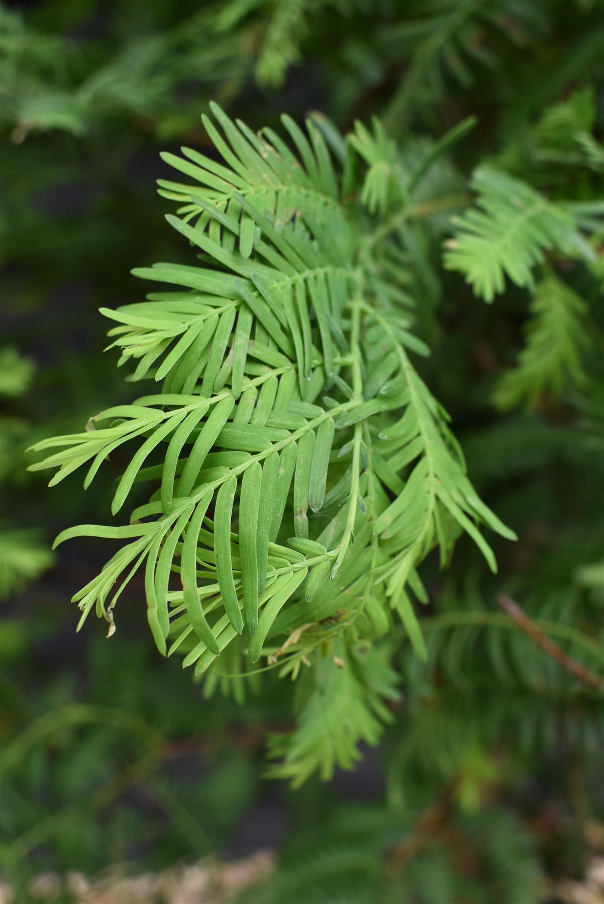 Metasequoia glyptostroboides | Dawn Redwood - Girth 10-12cm - Height 320-340cm - 70lt