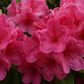 Azalea | Rhododendron hybrid - Very Large Shrub - 250cm - 130lt