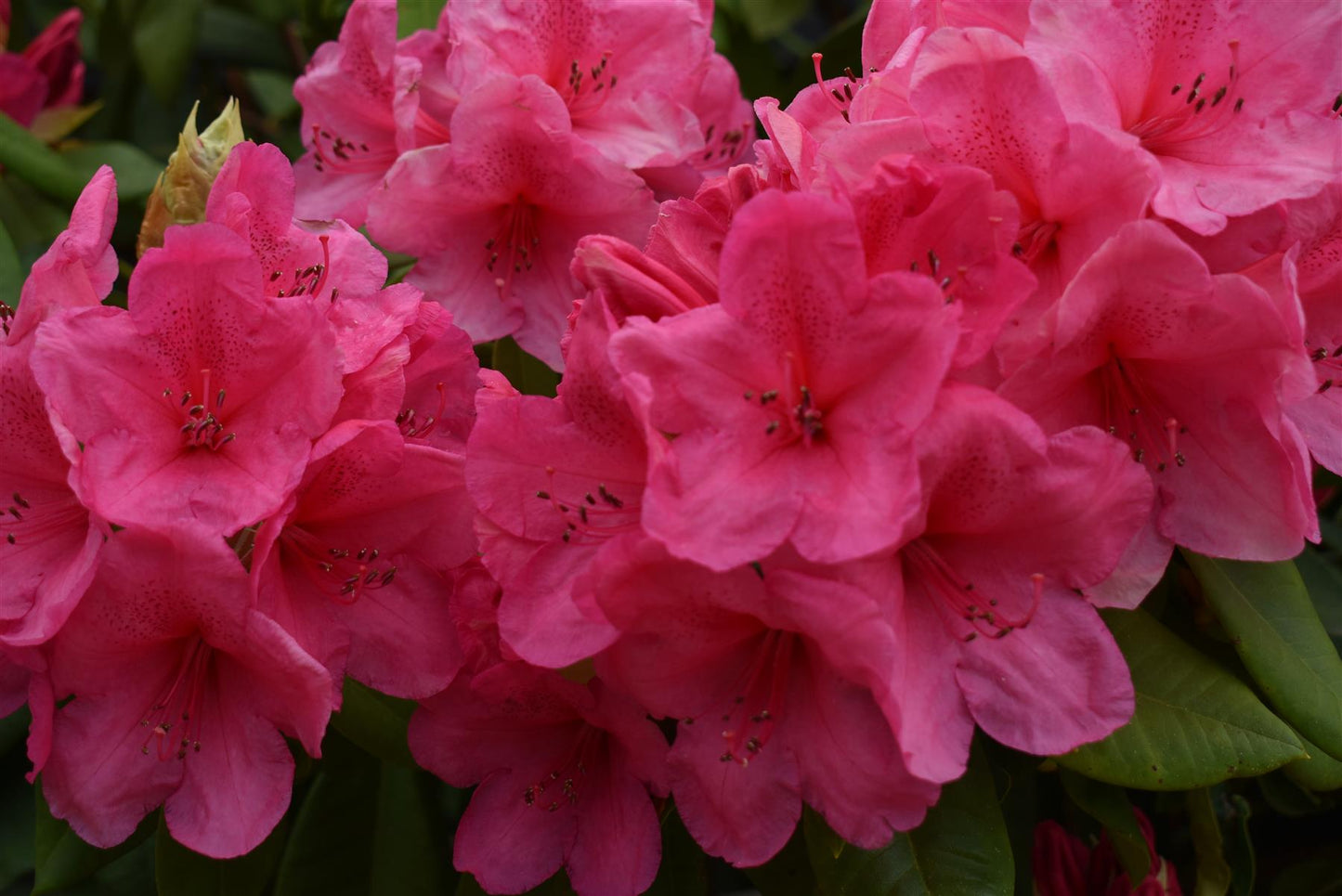 Azalea | Rhododendron hybrid - Very Large Shrub - 250cm - 130lt